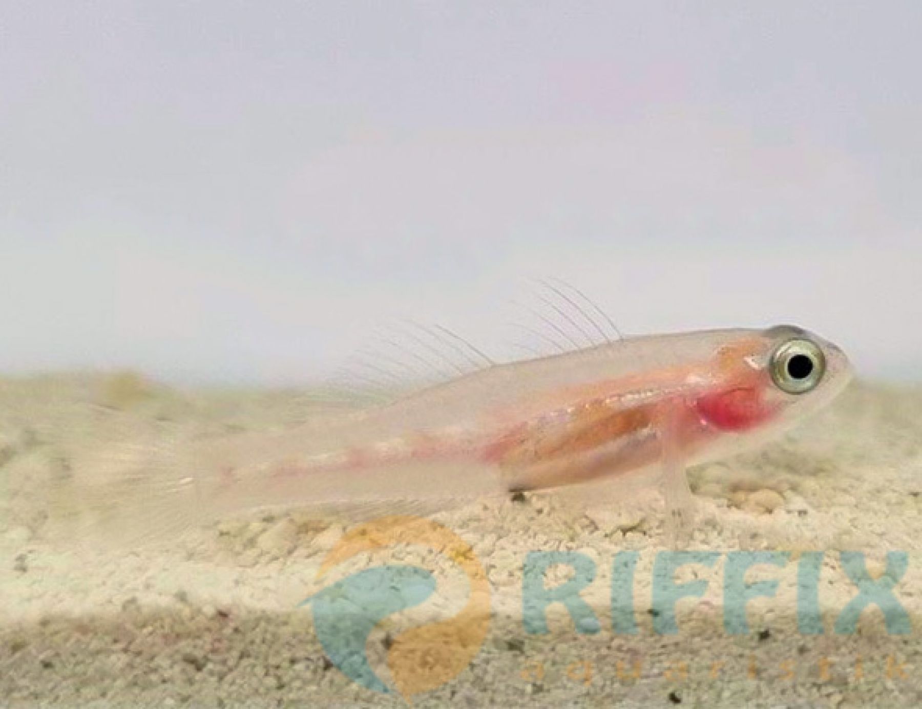 Coryphopterus personatus Maskierte Grundel, Glas-Grundel, Schwebegrundel